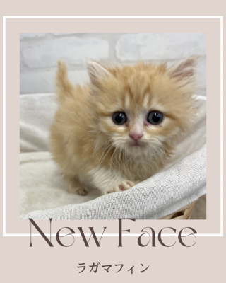 デビューしたばかりの猫ちゃん情報🐱💓