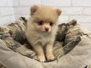 デビューしたばかりのわんちゃん情報🐶🐾