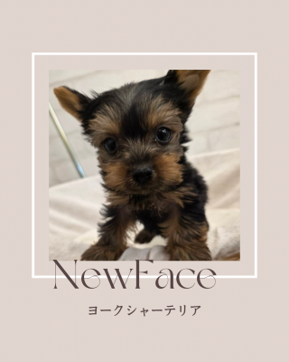 デビューしたばかりのわんにゃん情報🐶🐱
