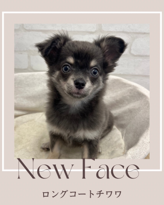 デビューしたばかりのわんにゃん情報🐶🐱