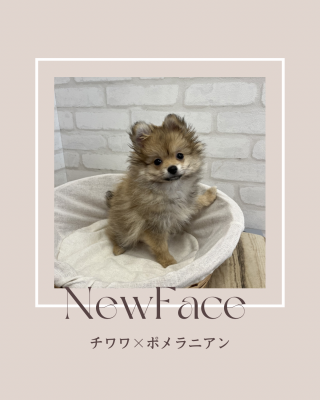 デビューしたばかりのわんちゃん情報🐶