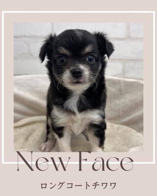 デビューしたばかりのわんちゃん情報🐶🐾