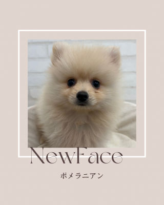 デビューしたばかりのワンちゃん情報🐶