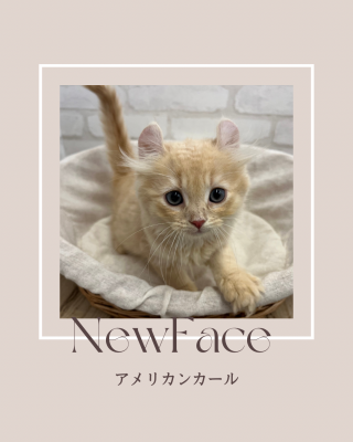 デビューしたばかりのわんにゃん情報🐶🐱