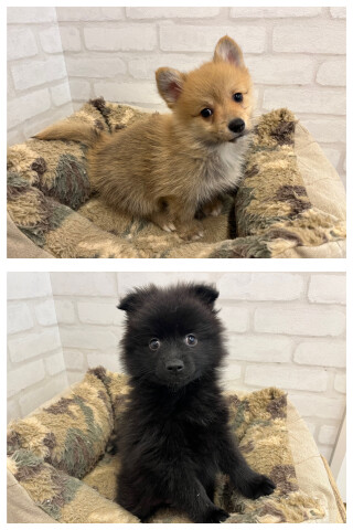 デビューしたばかりのわんちゃん情報🐶