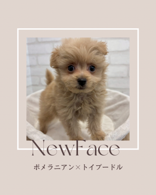 デビューしたばかりのわんちゃん情報🐶🐾