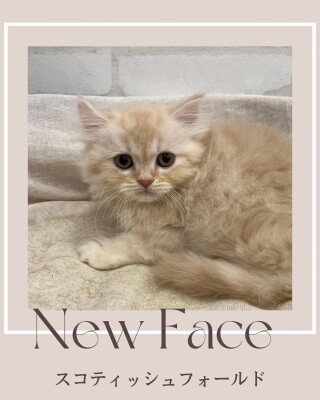 デビューしたばかりのわんにゃん情報🐾ᵕ̈