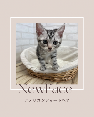デビューしたばかりのわんにゃん情報🐶🐱