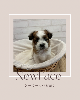 デビューしたばかりのわんちゃん情報🐶