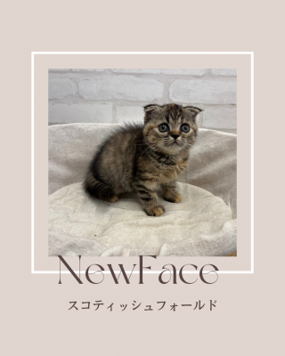 デビューしたばかりの猫ちゃん情報🐱