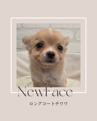 デビューしたばかりのワンちゃん情報🐶