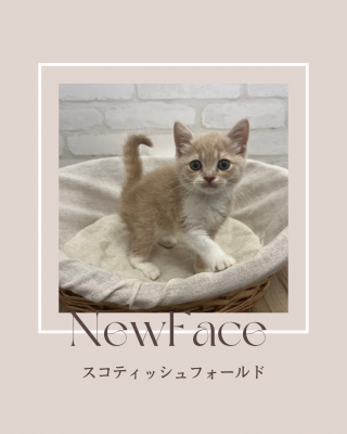 デビューしたばかりのわんにゃん情報🐶🐱