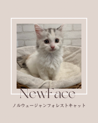 デビューしたばかりの猫ちゃん情報🐱