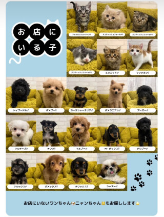 お店にいる犬猫ちゃん情報🐶🐱