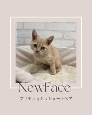 デビューしたばかりの猫ちゃん情報🐱