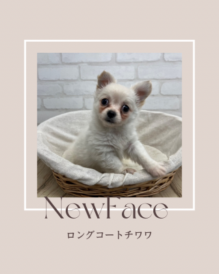 デビューしたばかりのわんちゃん情報🐶🐾