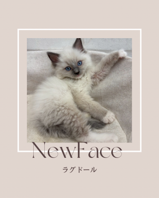 デビューしたばかりのわんにゃん情報🐶🐱