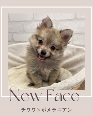 デビューしたばかりのわんにゃん情報🐱🐶🐾