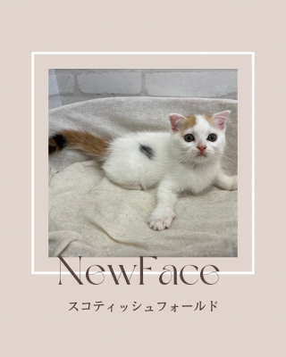 デビューしたばかりのわんにゃん情報🐶🐱