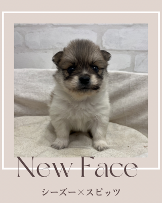 デビューしたばかりのわんにゃん情報🐶🐱