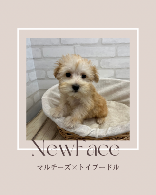 デビューしたばかりのわんちゃん情報🐶🐾