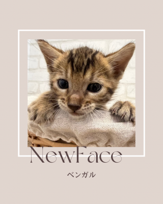 デビューしたばかりのわんにゃん情報🐶🐱