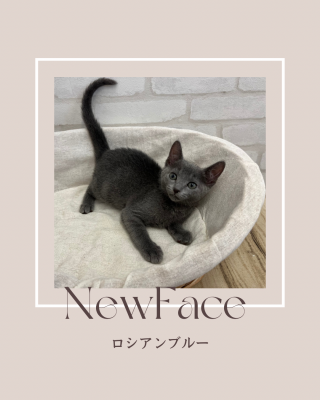 デビューしたばかりの猫ちゃん情報🐱🐾