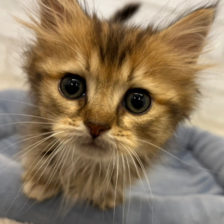 可愛い子たち🐾仲間入り♡