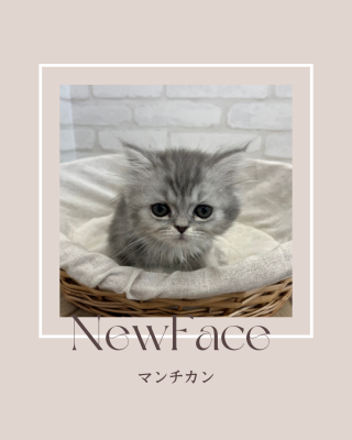 デビューしたばかりのわんにゃん情報🐶🐾🐱