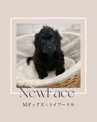デビューしたばかりのわんちゃん情報🐶🐾