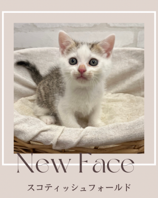 デビューしたばかりのわんにゃん情報🐱🐶🐾