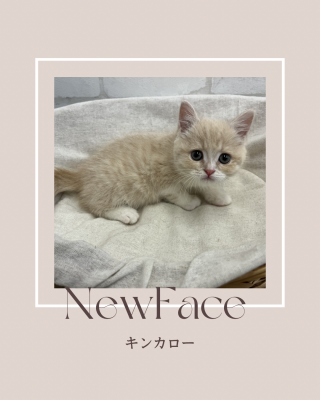 デビューしたばかりのねこちゃん情報🐱