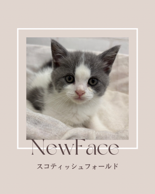デビューしたばかりの猫ちゃん情報🐱🐾
