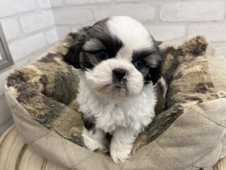 デビューしたばかりのわんちゃん情報🐶🐾