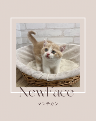 デビューしたばかりの猫ちゃん情報🐱🐾
