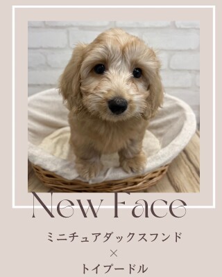 デビューしたばかりのわんちゃん情報🐶🐾