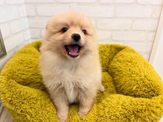 デビューしたばかりのワンちゃん情報🐶🐾