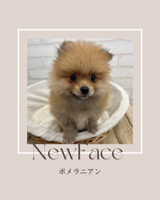 デビューしたばかりのわんにゃん情報🐶🐱