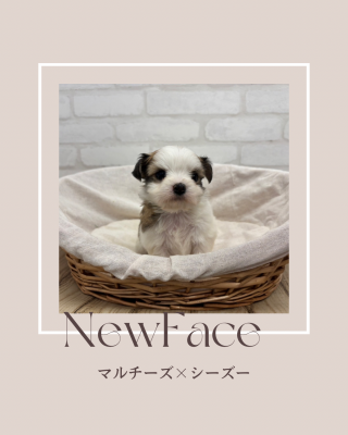 デビューしたばかりのわんちゃん情報🐶🐾