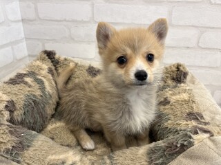 デビューしたばかりのわんちゃん情報🐶🐾