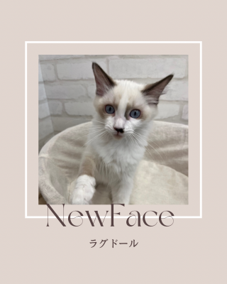 デビューしたばかりの猫ちゃん情報🐱
