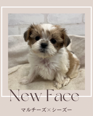 デビューしたばかりのわんちゃん情報🐶💓