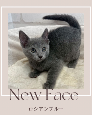 デビューしたばかりのにゃんちゃん情報🐱🩵