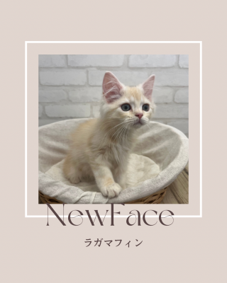 姉妹店から来てくれた猫ちゃん情報🐱