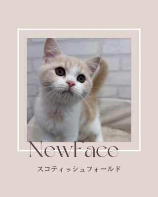 デビューしたばかりの猫ちゃん情報🐱