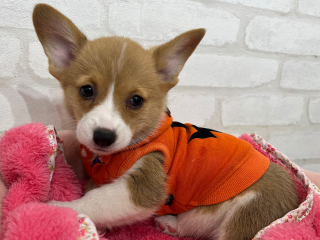 ホームセンター コーナン フロアガイド 八王子オクトーレ ホームセンター コーナン フロアガイド 八王子オクトーレ