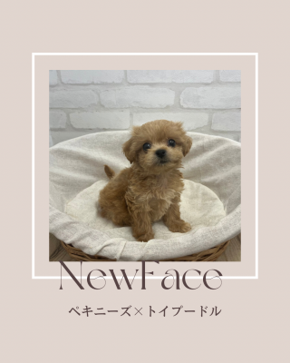デビューしたばかりのわんにゃん情報🐶🐱