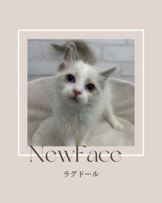 デビューしたばかりのねこちゃん情報🐱