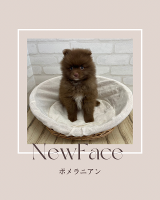 デビューしたばかりのわんちゃん情報🐶🐾
