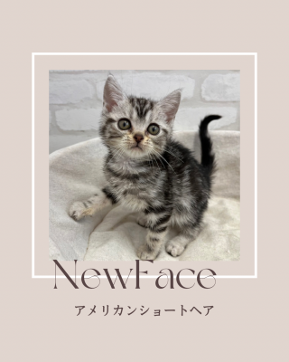 デビューしたばかりのねこちゃん情報🐱